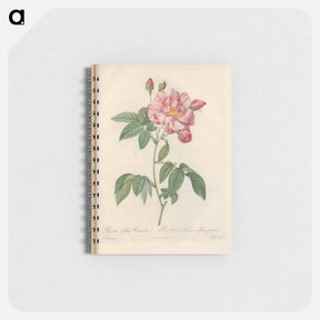 アートメモ帳-Rose illustration - ピエール ジョゼフ ルドゥーテ Memo.