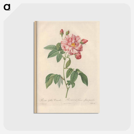 アートポストカード-Rose illustration - ピエール ジョゼフ ルドゥーテ Postcard.