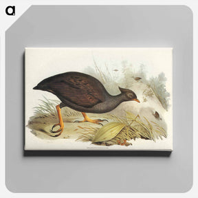 アートパネル-Mound-raising Megapode
 - オーストラリアの鳥 Canvas.