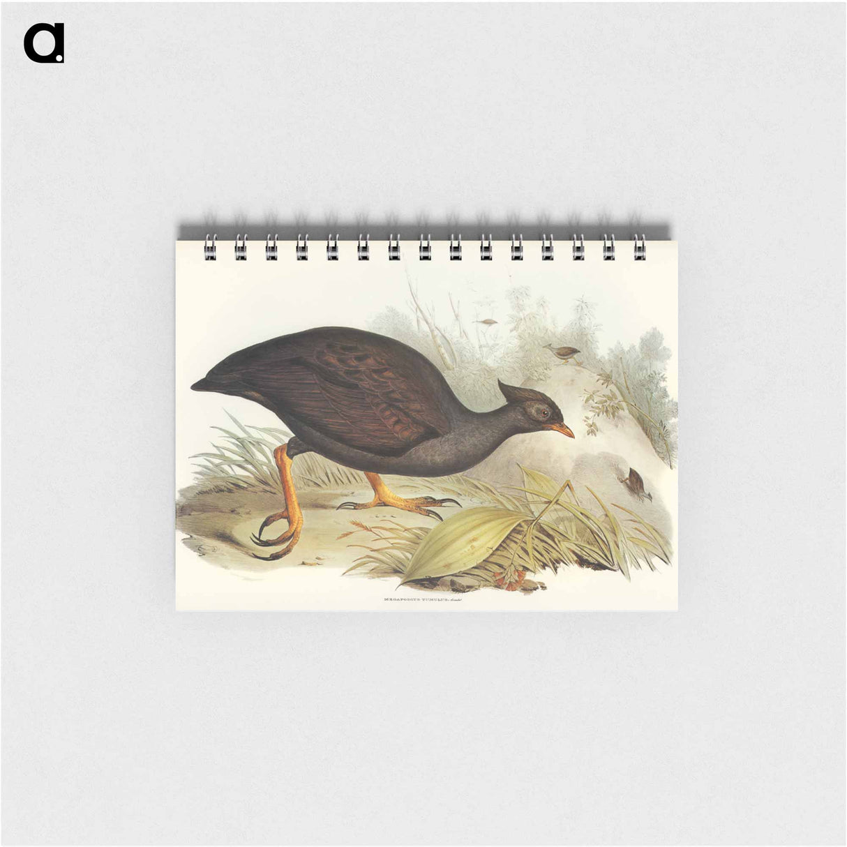 アートメモ帳-Mound-raising Megapode
 - オーストラリアの鳥 Memo.
