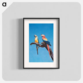 アートポスター-Florida Macaws
 - ボストン公共図書館 Poster.