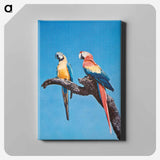 アートパネル-Florida Macaws
 - ボストン公共図書館 Canvas.