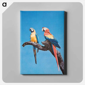 アートパネル-Florida Macaws
 - ボストン公共図書館 Canvas.
