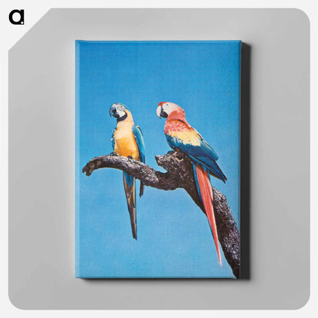 アートパネル-Florida Macaws
 - ボストン公共図書館 Canvas.