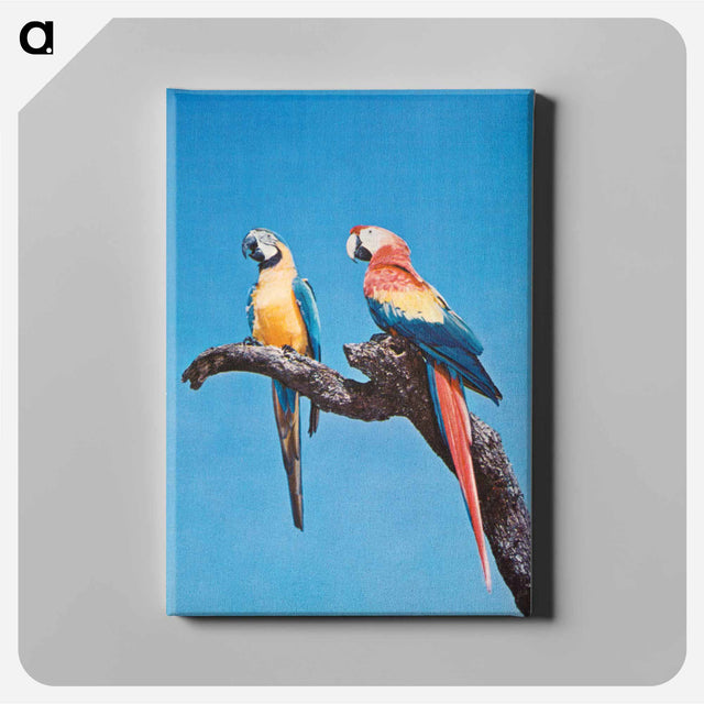 アートパネル-Florida Macaws
 - ボストン公共図書館 Canvas.