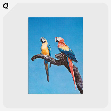 アートポストカード-Florida Macaws
 - ボストン公共図書館 Postcard.