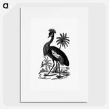 アートポスター-Crowned Crane of South Africa
 - 大英図書館 Poster.