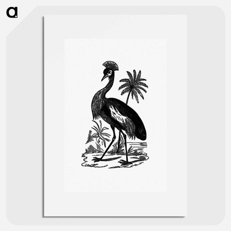 アートポスター-Crowned Crane of South Africa
 - 大英図書館 Poster.