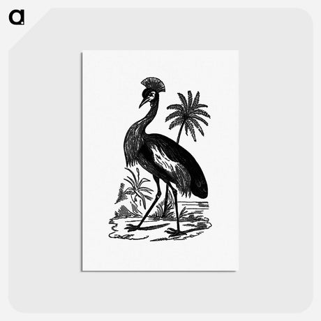 アートポストカード-Crowned Crane of South Africa
 - 大英図書館 Postcard.