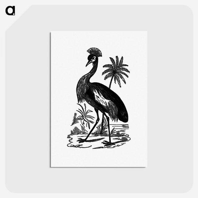 アートポストカード-Crowned Crane of South Africa
 - 大英図書館 Postcard.