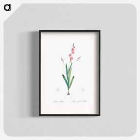 アートポスター-Ixia scillaris illustration - ピエール ジョゼフ ルドゥーテ Poster.