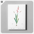 アートパネル-Ixia scillaris illustration - ピエール ジョゼフ ルドゥーテ Canvas.