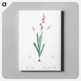 アートパネル-Ixia scillaris illustration - ピエール ジョゼフ ルドゥーテ Canvas.