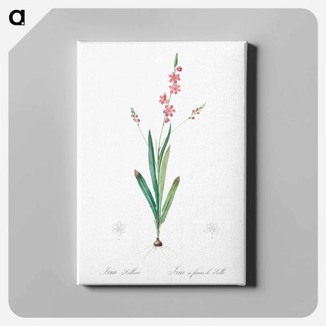 アートパネル-Ixia scillaris illustration - ピエール ジョゼフ ルドゥーテ Canvas.