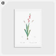 アートポストカード-Ixia scillaris illustration - ピエール ジョゼフ ルドゥーテ Postcard.