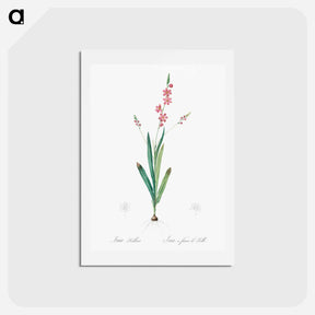 アートポストカード-Ixia scillaris illustration - ピエール ジョゼフ ルドゥーテ Postcard.