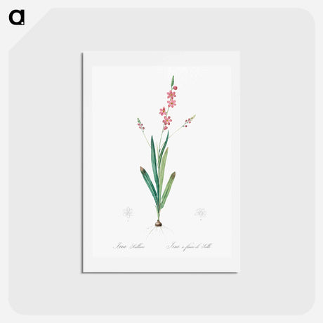 アートポストカード-Ixia scillaris illustration - ピエール ジョゼフ ルドゥーテ Postcard.