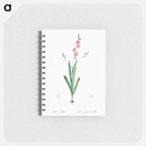 アートメモ帳-Ixia scillaris illustration - ピエール ジョゼフ ルドゥーテ Memo.