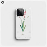 Ixia scillaris illustration - ピエール ジョゼフ ルドゥーテ Phone Case.