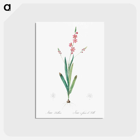 アートポストカード-Ixia scillaris illustration - ピエール ジョゼフ ルドゥーテ Postcard.