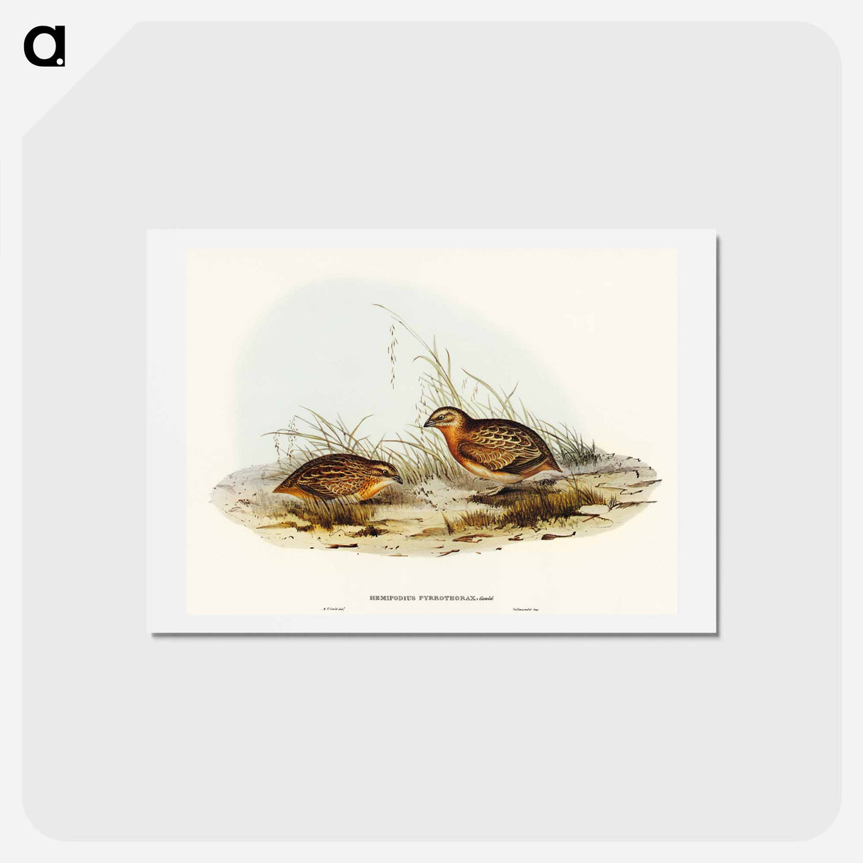 アートポストカード-Red-chested Hemipode
 - オーストラリアの鳥 Postcard.