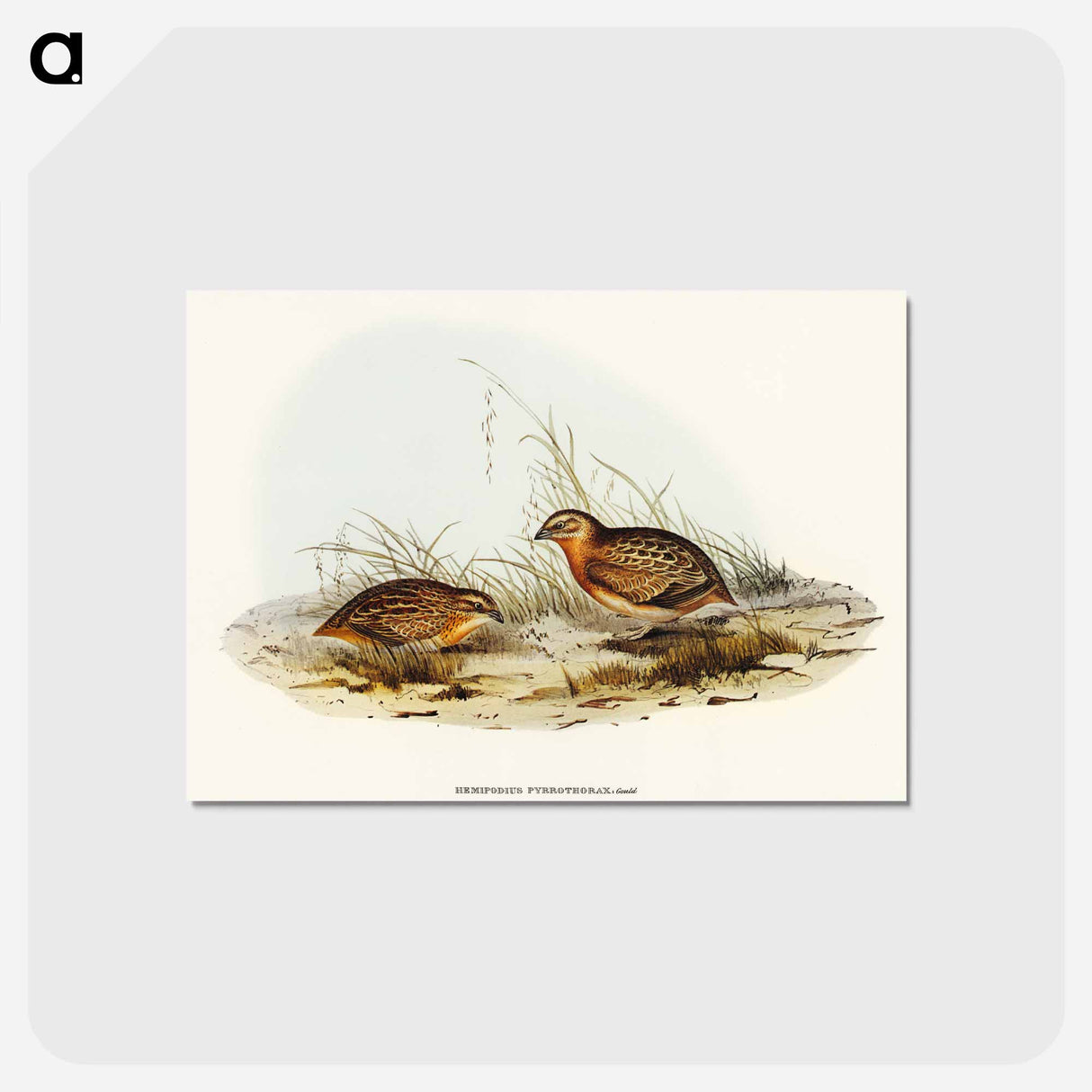 アートポストカード-Red-chested Hemipode
 - オーストラリアの鳥 Postcard.