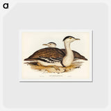 アートポストカード-Australian Bustard
 - ジョン グールド Postcard.