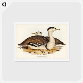 アートポストカード-Australian Bustard
 - ジョン グールド Postcard.