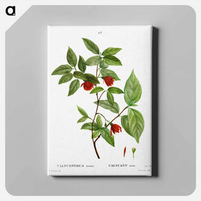アートパネル-Calycanthus Venus - ピエール ジョゼフ ルドゥーテ Canvas.