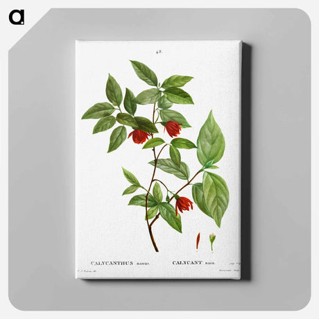 アートパネル-Calycanthus Venus - ピエール ジョゼフ ルドゥーテ Canvas.
