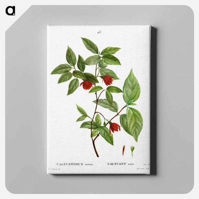 アートパネル-Calycanthus Venus - ピエール ジョゼフ ルドゥーテ Canvas.
