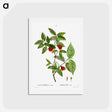 アートポストカード-Calycanthus Venus - ピエール ジョゼフ ルドゥーテ Postcard.