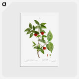 アートポストカード-Calycanthus Venus - ピエール ジョゼフ ルドゥーテ Postcard.
