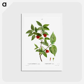 アートポストカード-Calycanthus Venus - ピエール ジョゼフ ルドゥーテ Postcard.