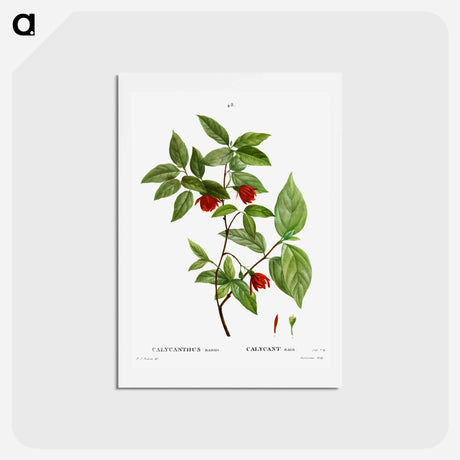アートポストカード-Calycanthus Venus - ピエール ジョゼフ ルドゥーテ Postcard.
