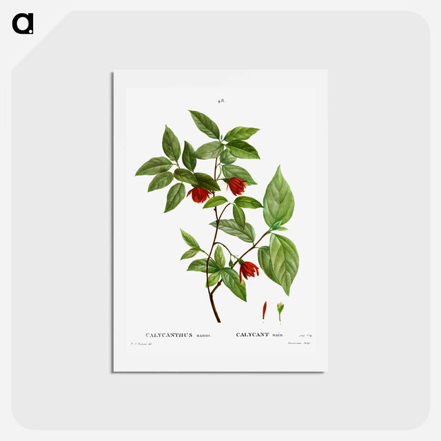 アートポストカード-Calycanthus Venus - ピエール ジョゼフ ルドゥーテ Postcard.