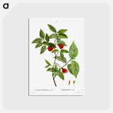 アートポストカード-Calycanthus Venus - ピエール ジョゼフ ルドゥーテ Postcard.