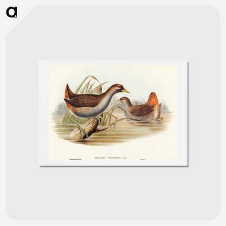 アートポストカード-Rufous-vented Gallinule
 - オーストラリアの鳥 Postcard.