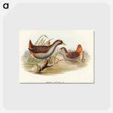 アートポストカード-Rufous-vented Gallinule
 - オーストラリアの鳥 Postcard.