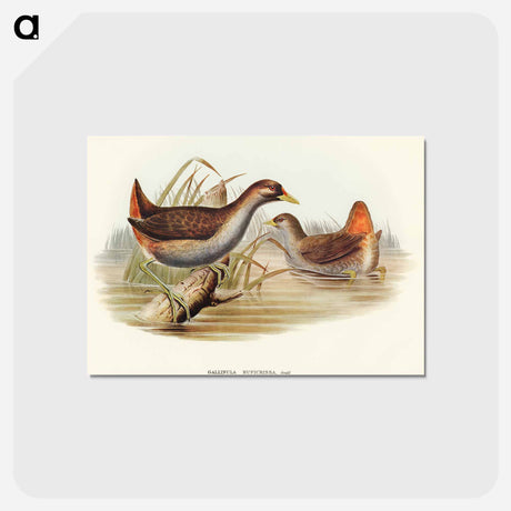 アートポストカード-Rufous-vented Gallinule
 - オーストラリアの鳥 Postcard.