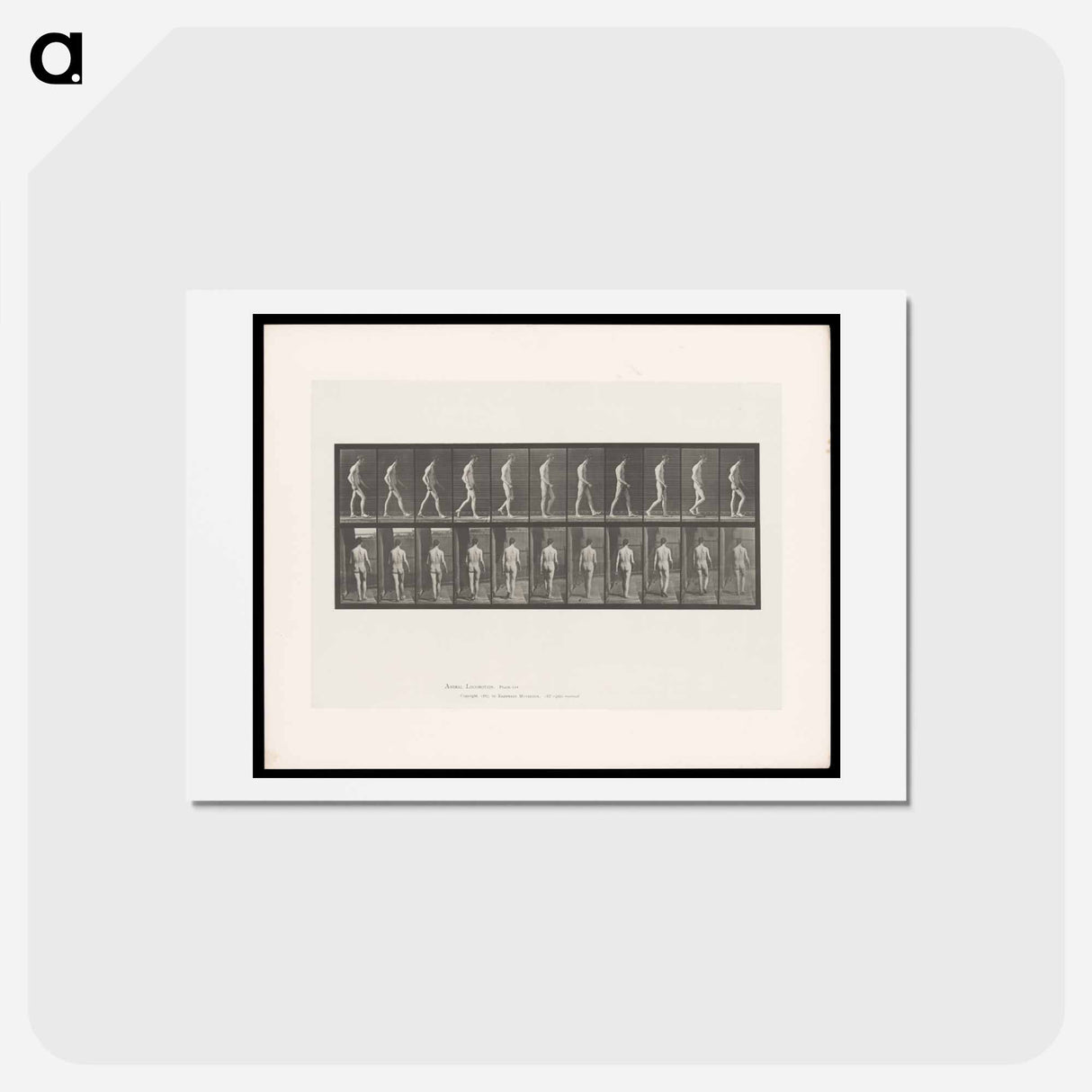 アートポストカード-Walking Figure with Spinal Curvature
 - エドワード マイブリッジ Postcard.