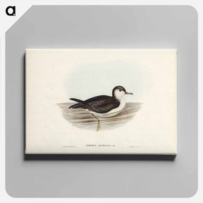 アートパネル-Allied Petrel
 - ジョン グールド Canvas.