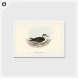 アートポストカード-Allied Petrel
 - ジョン グールド Postcard.