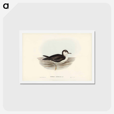 アートポストカード-Allied Petrel
 - ジョン グールド Postcard.