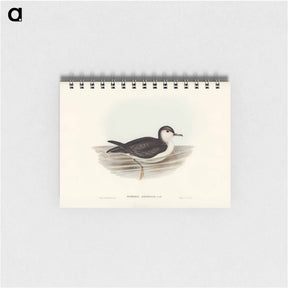 アートメモ帳-Allied Petrel
 - ジョン グールド Memo.