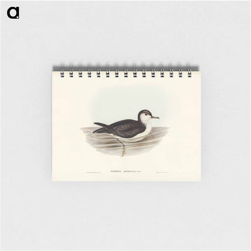 Allied Petrel
 - ジョン グールド Memo.