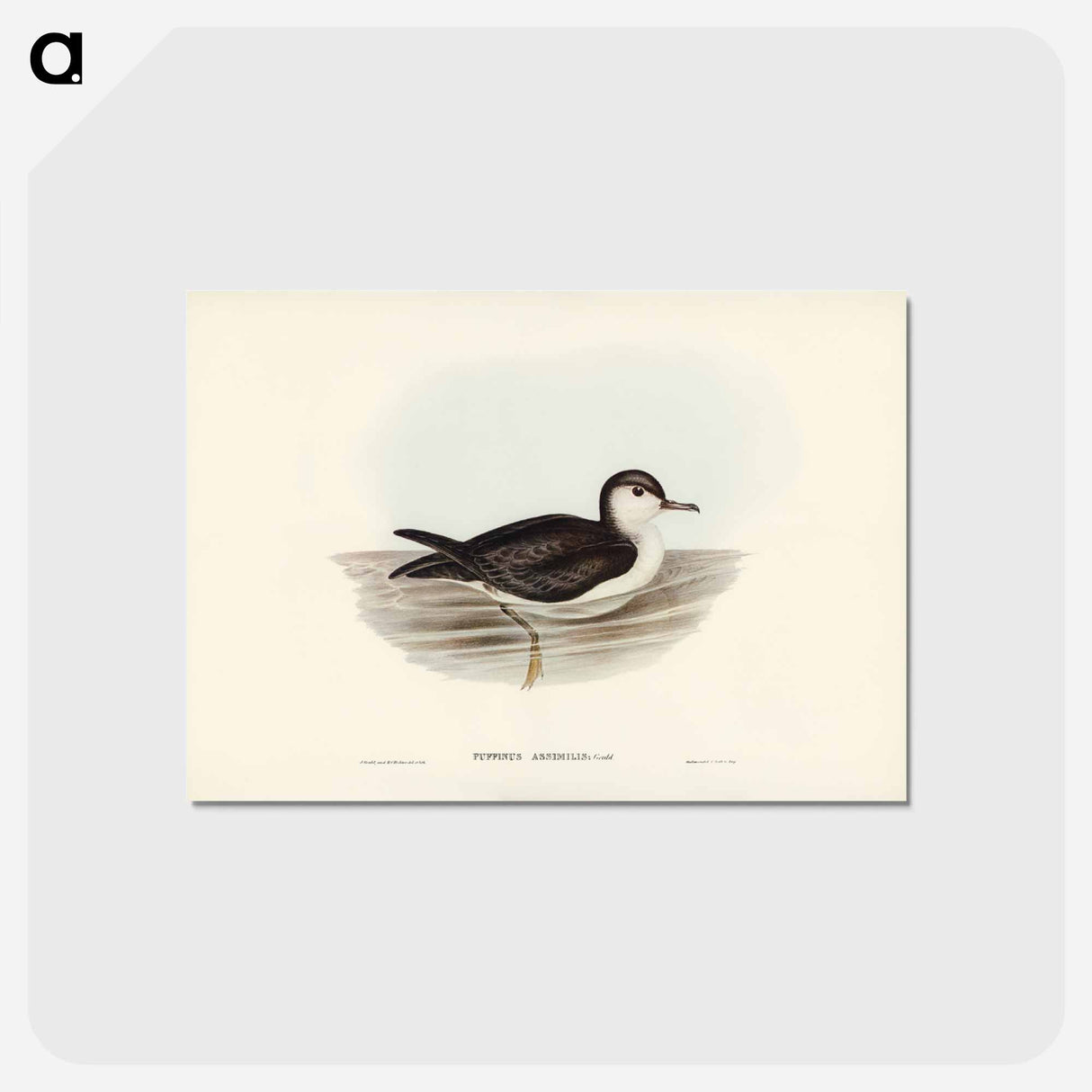 アートポストカード-Allied Petrel
 - ジョン グールド Postcard.