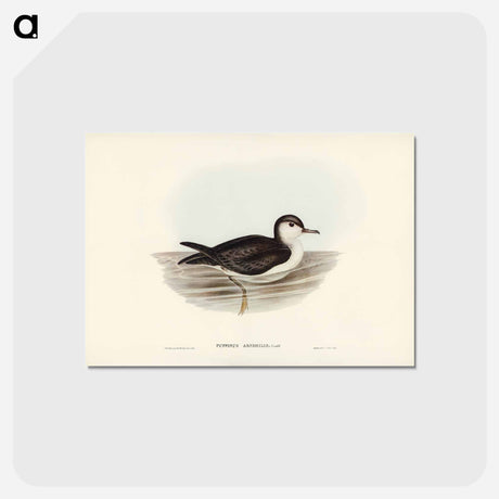 アートポストカード-Allied Petrel
 - ジョン グールド Postcard.
