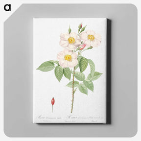 7-14_Pierre-Joseph-Redoute_canvas