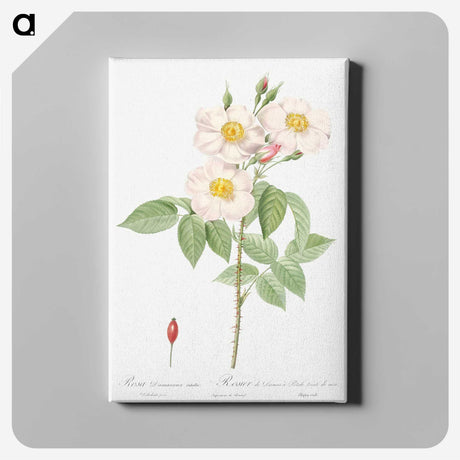 7-14_Pierre-Joseph-Redoute_canvas